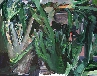 Galerie Palme und Kaktus abends.jpg anzeigen.